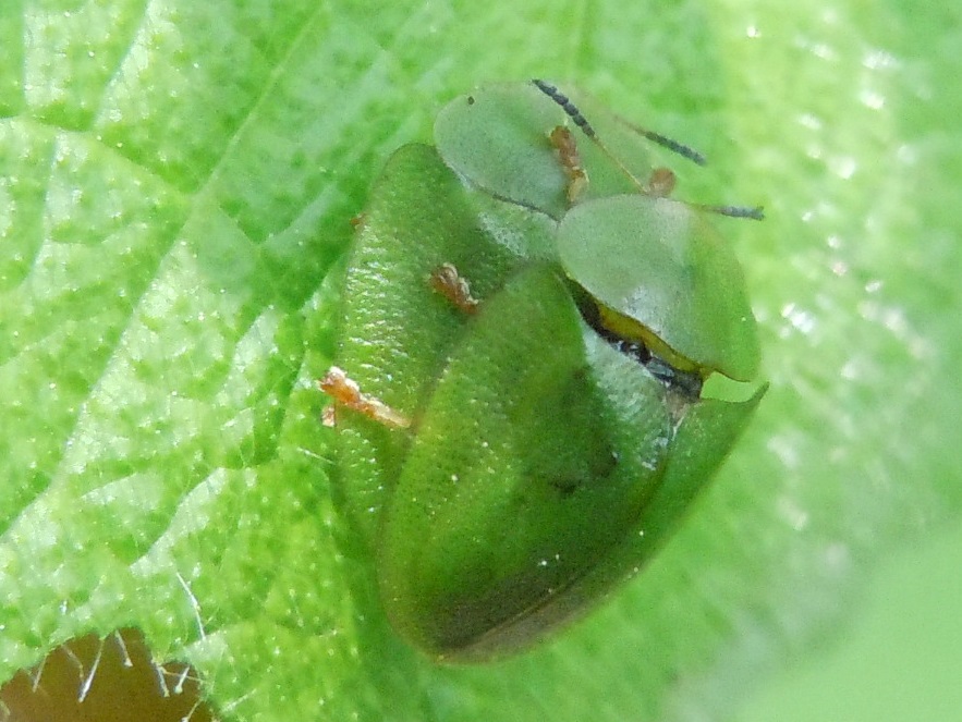 Coppia di Cassida viridis